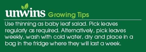 Salad Leaf Herb Mixed Seeds Unwins Growing Tips